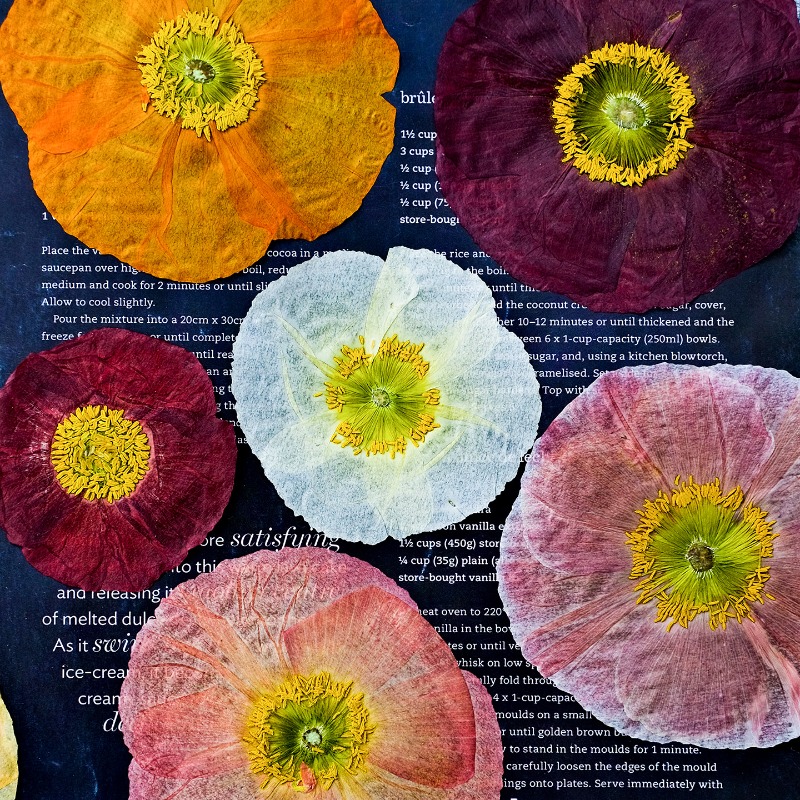 Pressed Flower Frame - 1pcs,Nature Field Poppy Pressed Dry Flowers