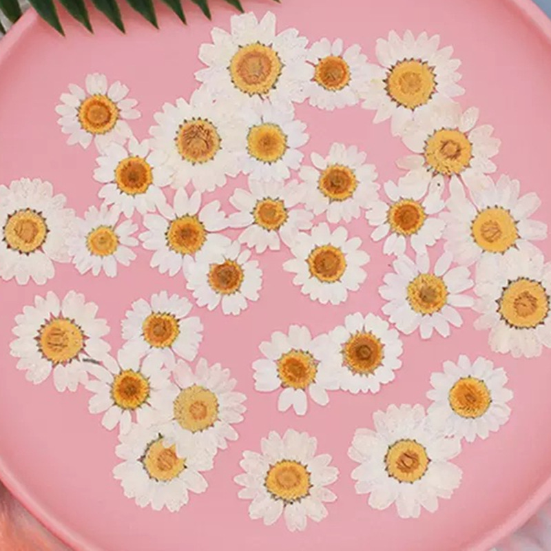 Pressed Flower Frame - 100Pcs Natural White Crystal Chrysanthemum Daisy