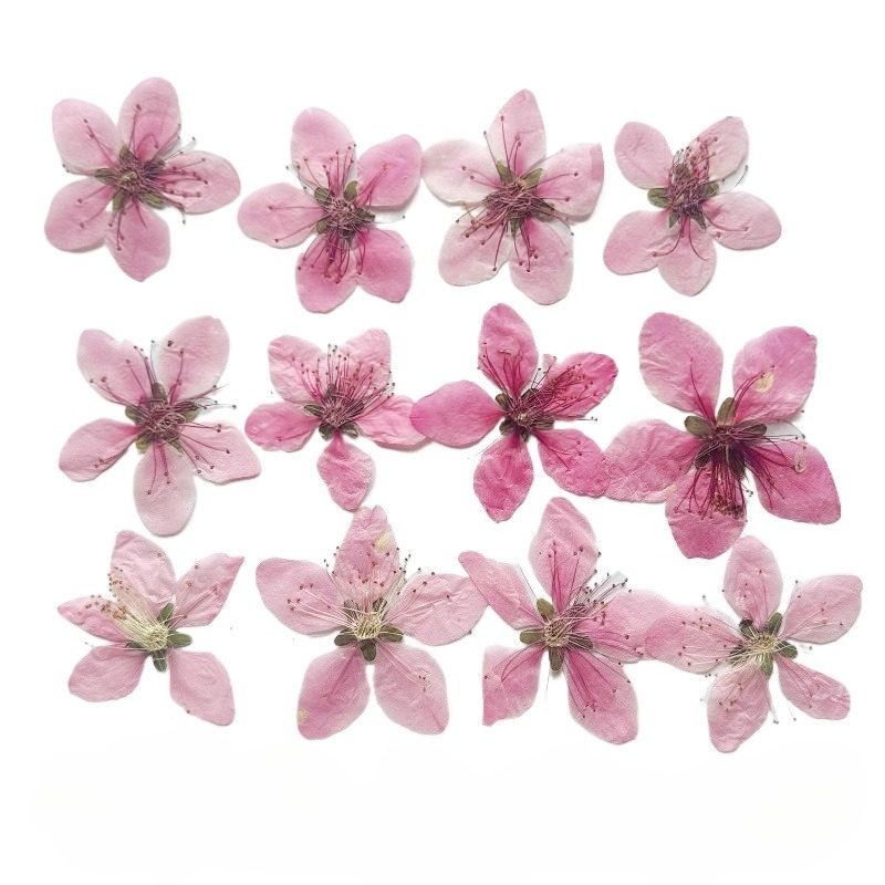 Pressed Flower Frame - 12pcs,Nature Peach Blossom Pressed Dried Flower