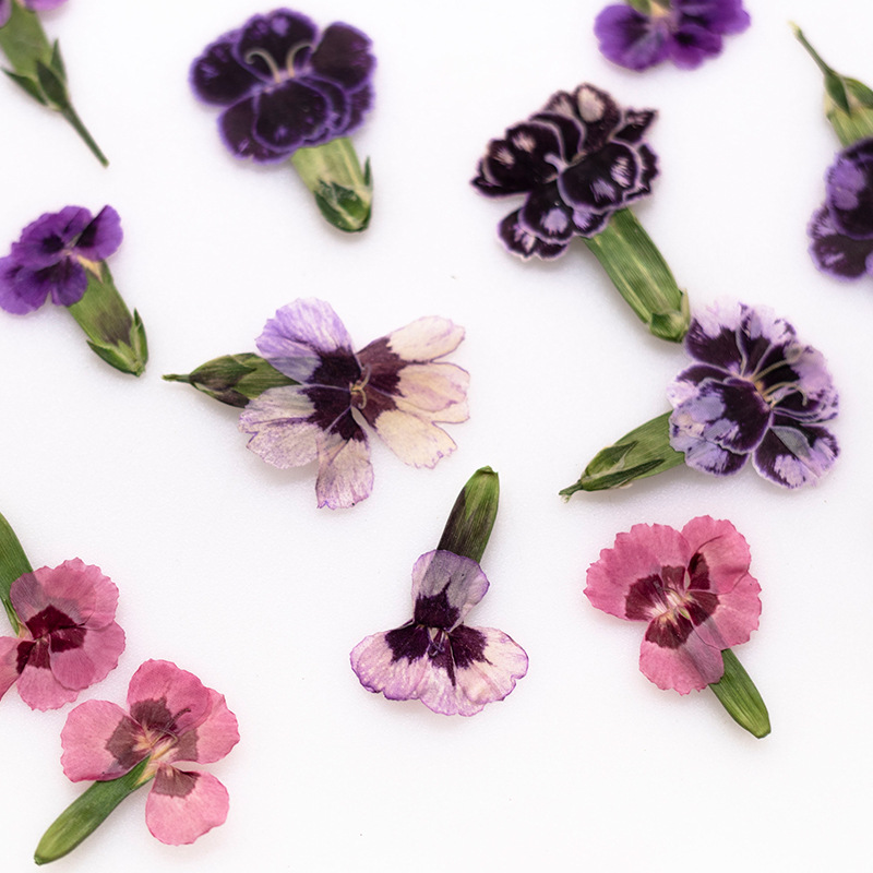 Pressed Flower Frame - 24pcs,Pressed Dried Dianthus Flowers Real Plant