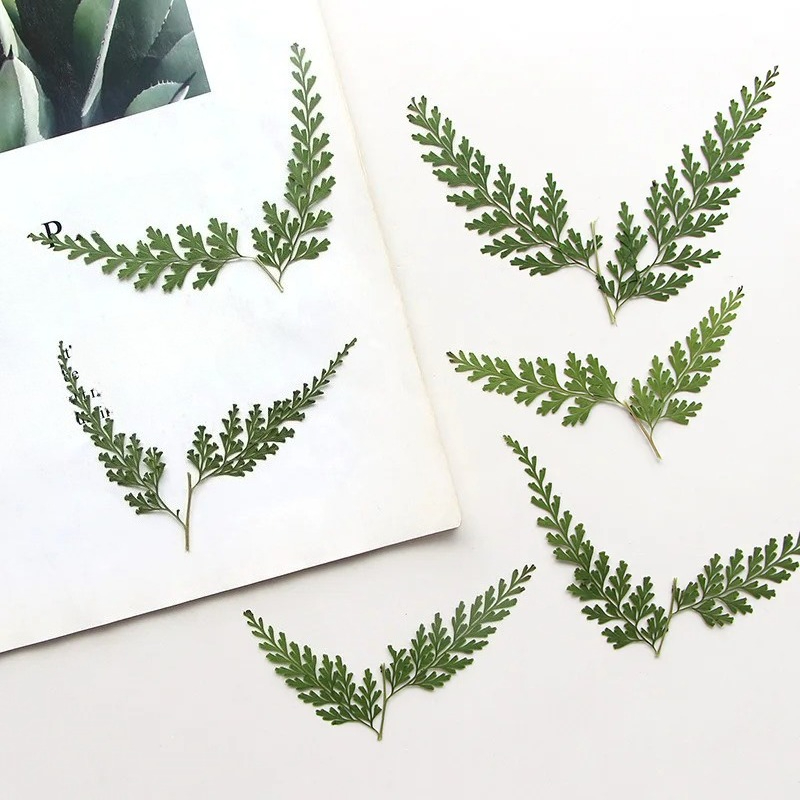 Pressed Flower Frame - Nature Pressed Fern Branches,dry Flower DIY
