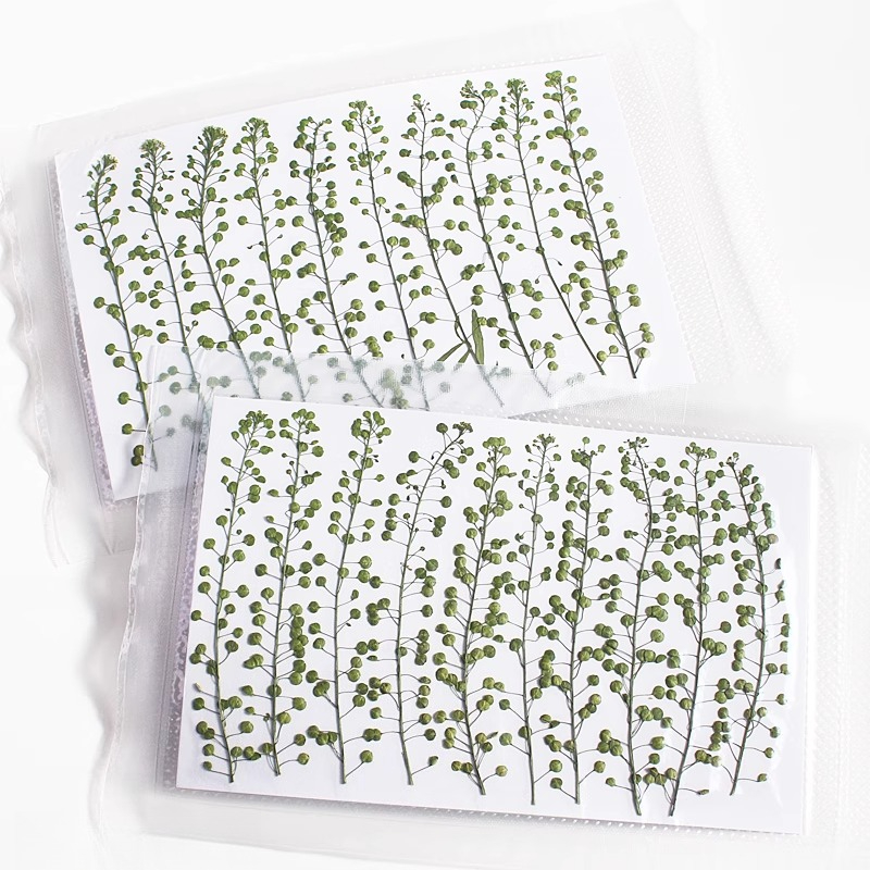 Natural Color Green Bell Grass - Pressed Flower Frame ulasan dan harga