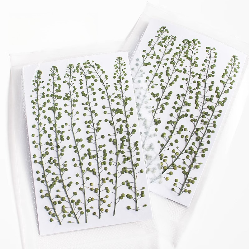 Natural Color Green Bell Grass - Pressed Flower Frame ulasan dan harga