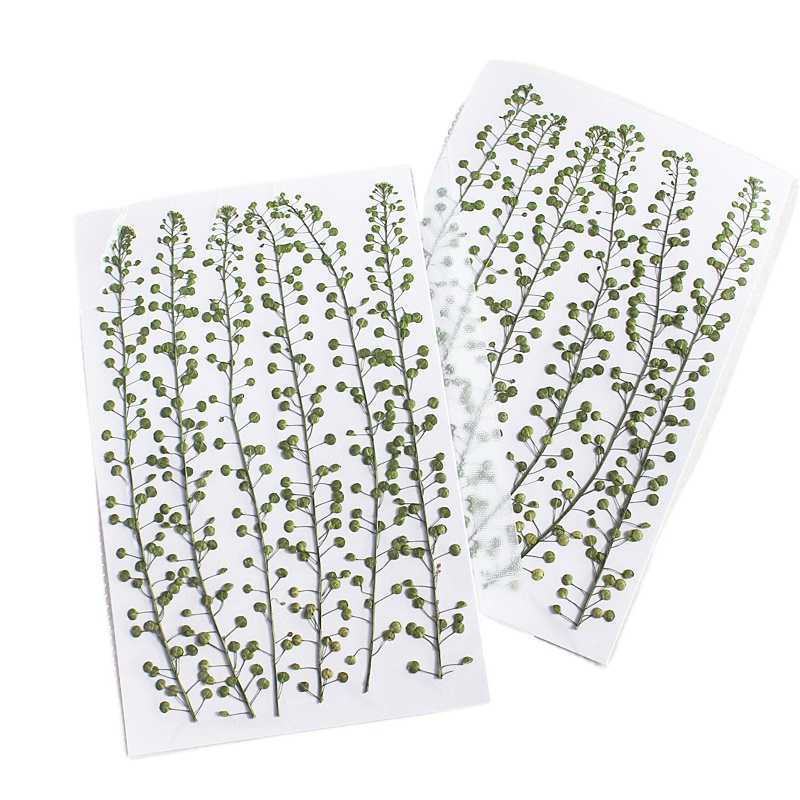 Natural Color Green Bell Grass - Pressed Flower Frame ulasan dan harga