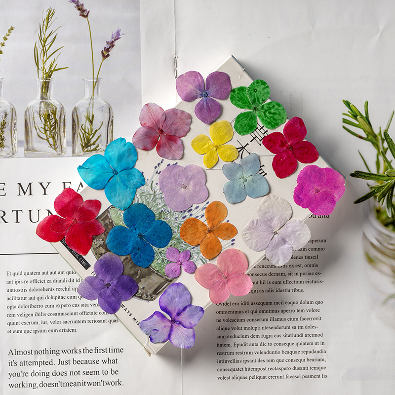 60Pcs Anna Hydrangea Color-Abs - Pressed Flower Frame ulasan dan harga