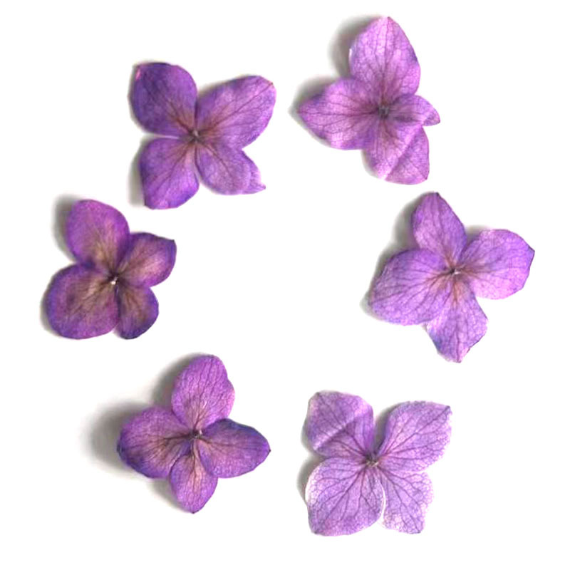 60Pcs Anna Hydrangea Color-Abs - Pressed Flower Frame ulasan dan harga