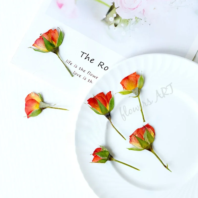 Pressed Rose Bud Flower Petals - Pressed Flower Frame ulasan dan harga