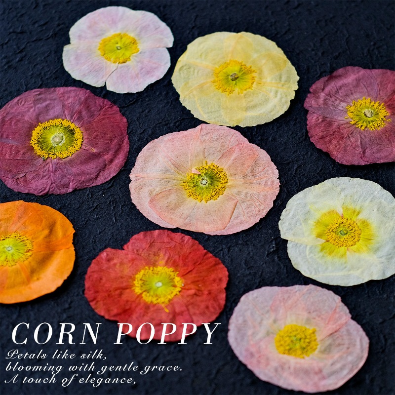 1pcs,Nature Field Poppy Presse - Pressed Flower Frame ulasan dan harga