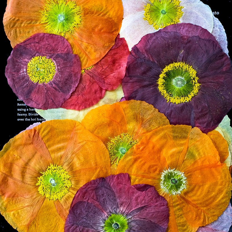 1pcs,Nature Field Poppy Presse - Pressed Flower Frame ulasan dan harga