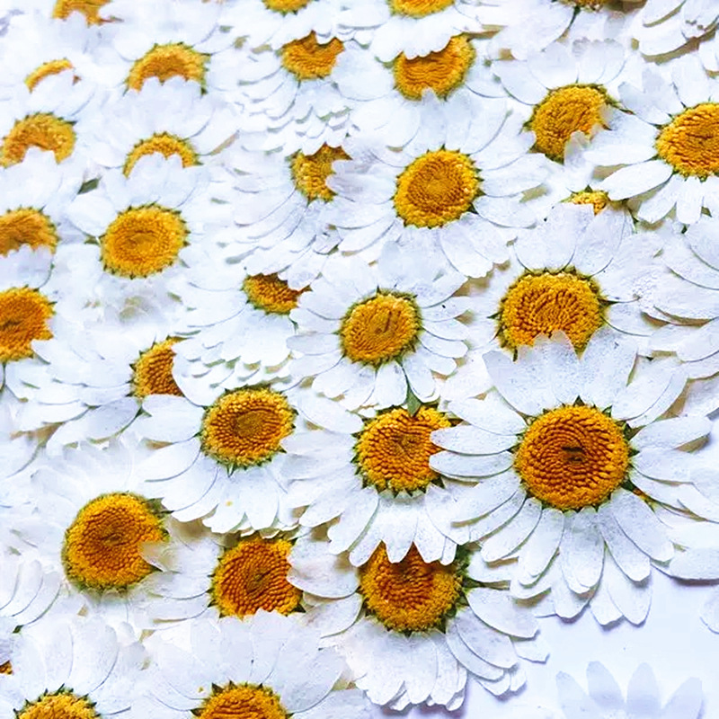 100Pcs Natural White Crystal C - Pressed Flower Frame ulasan dan harga