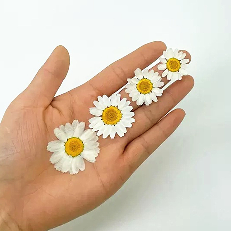 100Pcs Natural White Crystal C - Pressed Flower Frame ulasan dan harga