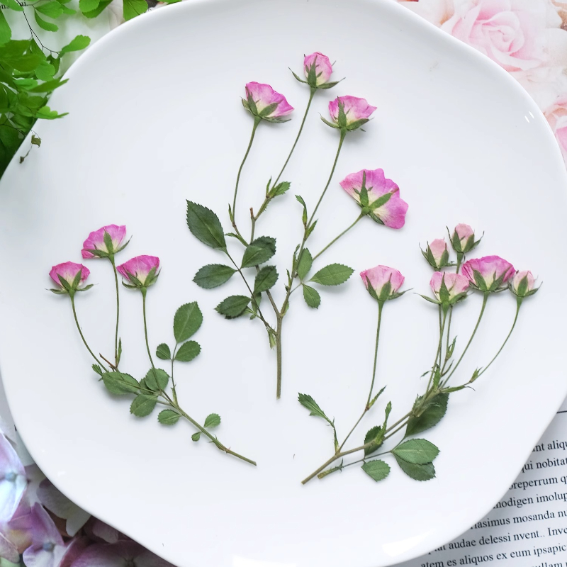 12pcs,Mini Pink Rose Pressed F - Pressed Flower Frame ulasan dan harga