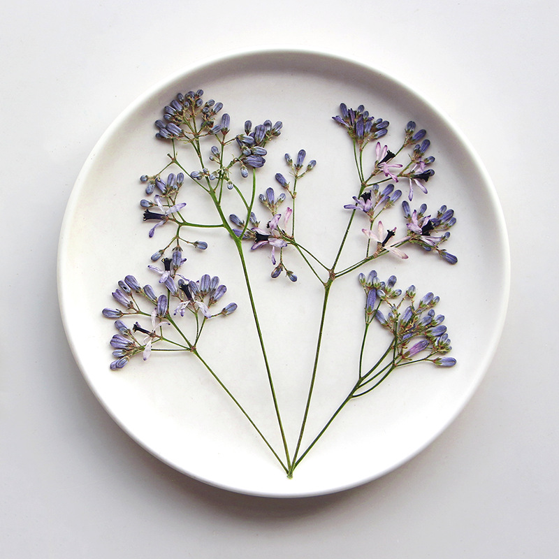 120pcs Pressed Dried Melia Aze - Pressed Flower Frame ulasan dan harga
