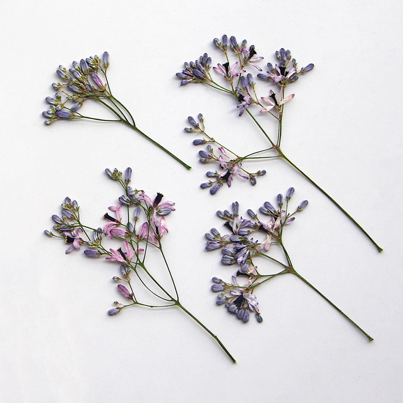 120pcs Pressed Dried Melia Aze - Pressed Flower Frame ulasan dan harga