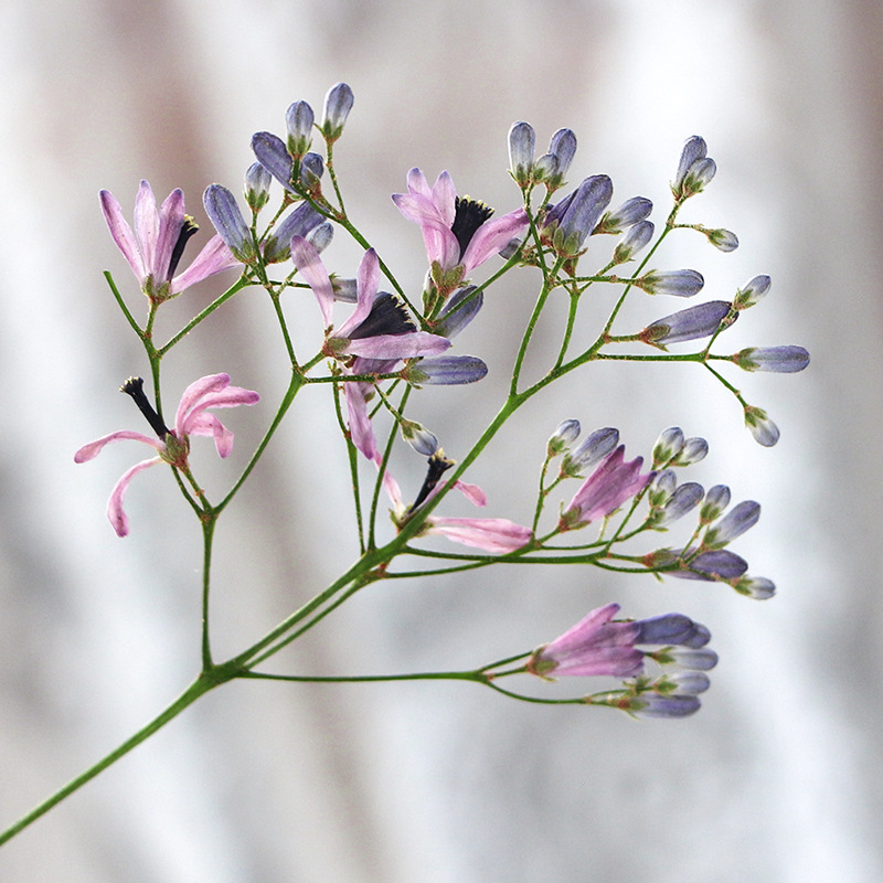 120pcs Pressed Dried Melia Aze - Pressed Flower Frame ulasan dan harga