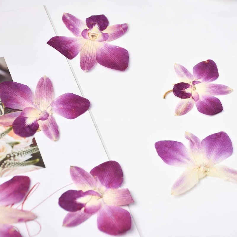 4pcs,Real Pressed Butterfly Or - Pressed Flower Frame ulasan dan harga