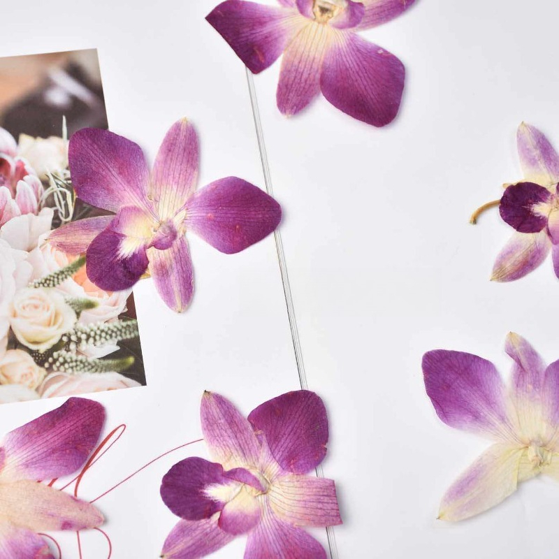 4pcs,Real Pressed Butterfly Or - Pressed Flower Frame ulasan dan harga