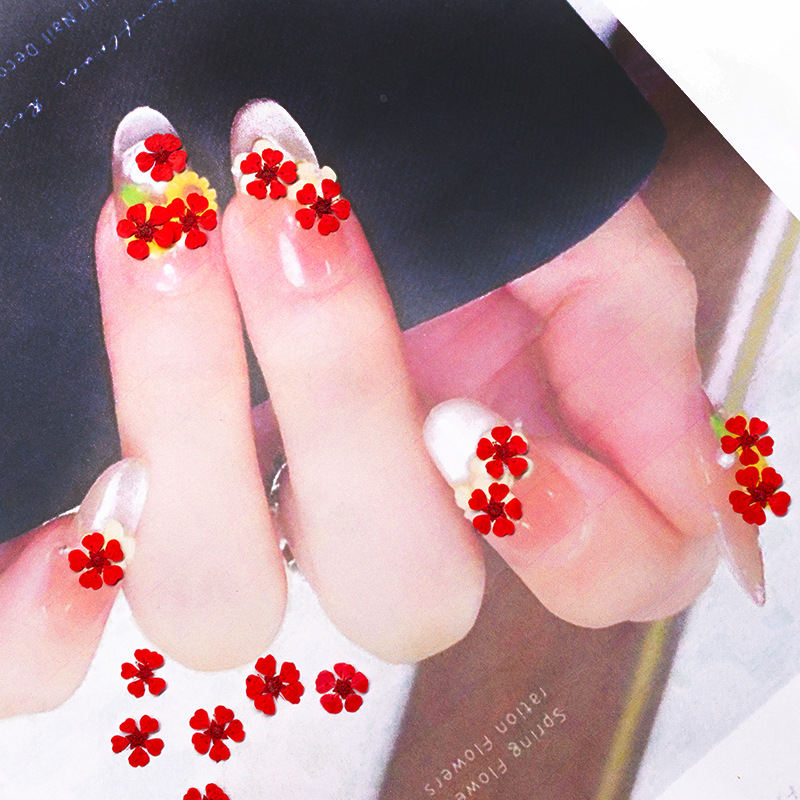96Pcs Mini 1.5cm Natural Press - Pressed Flower Frame ulasan dan harga