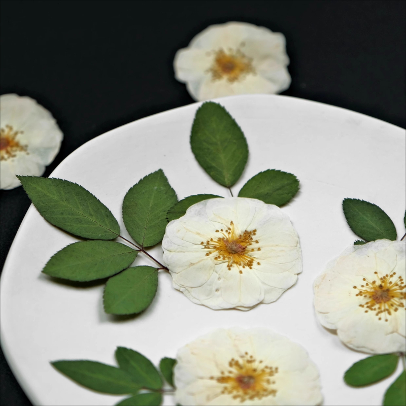 6pcs,9pcs,Nature White Rose Pr - Pressed Flower Frame ulasan dan harga