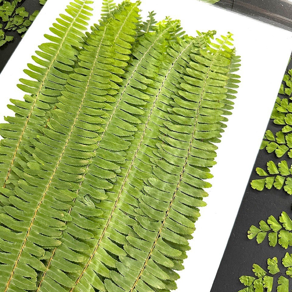 5Pcs Natural Green Large Fern  - Pressed Flower Frame ulasan dan harga