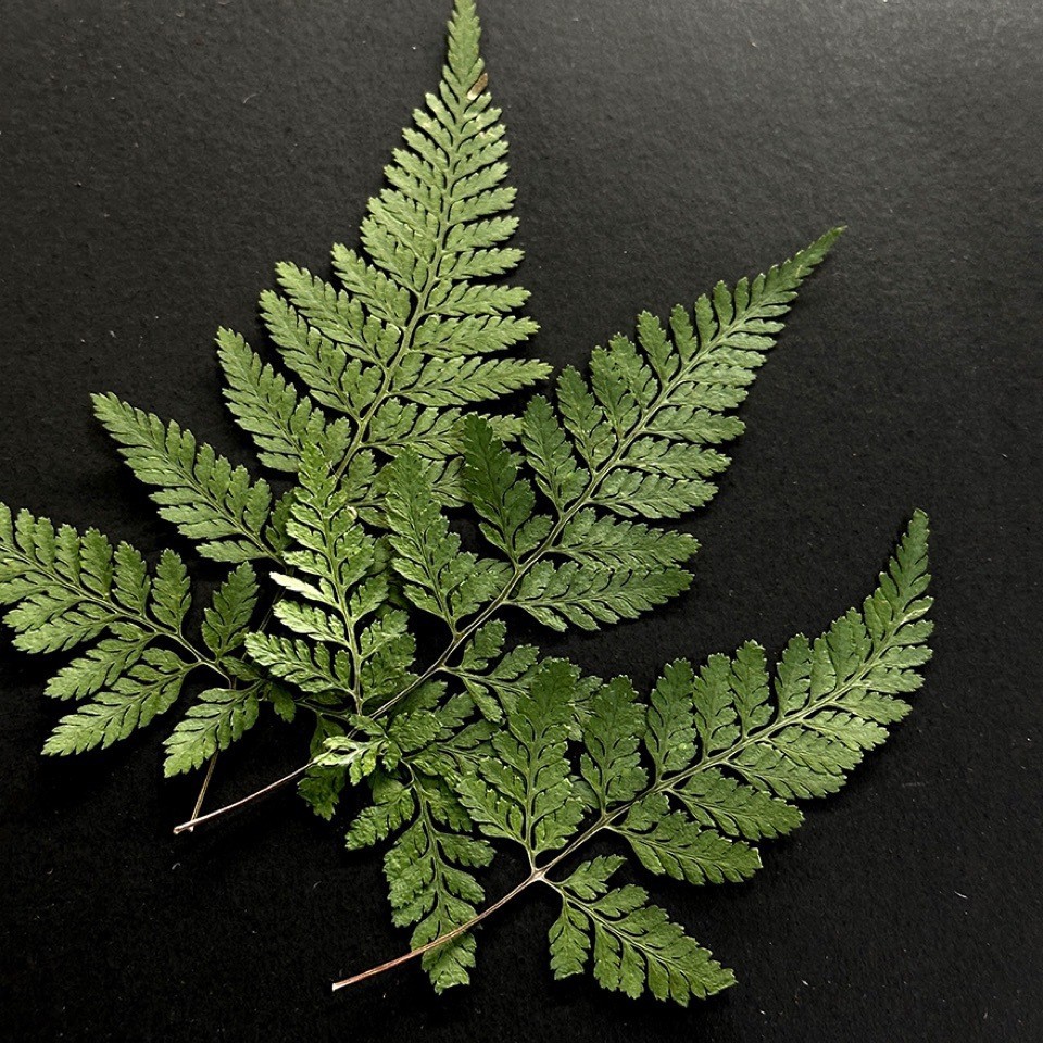 5Pcs Natural Green Large Fern  - Pressed Flower Frame ulasan dan harga