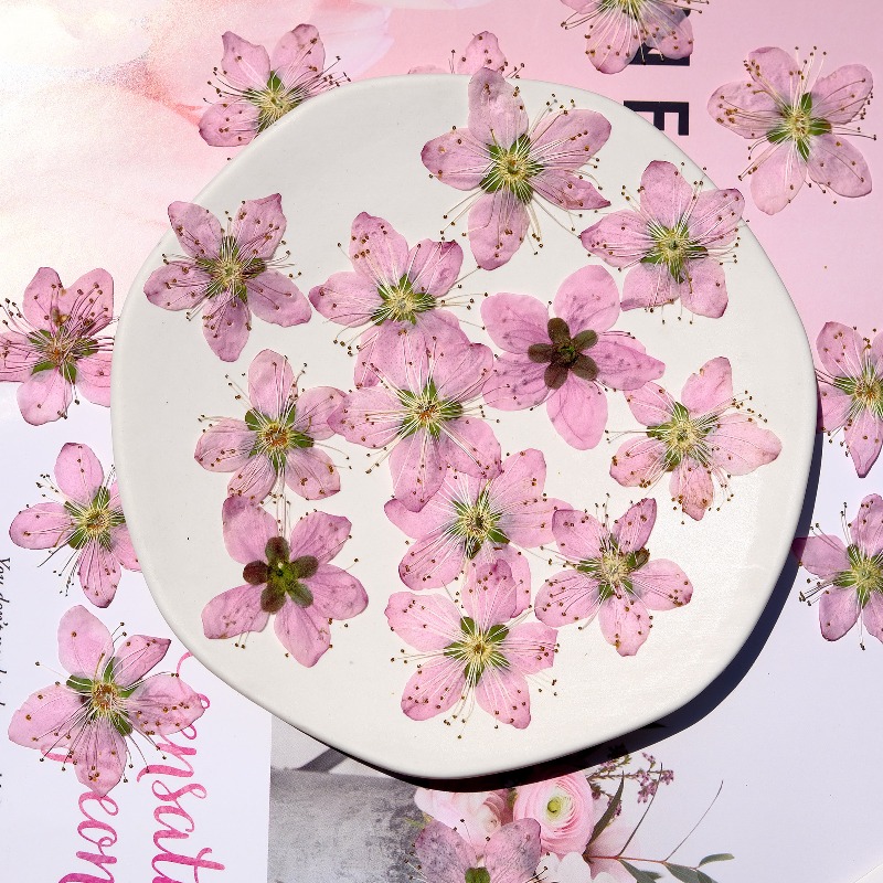 3-4cm./6pcs,Pink Peach Blossom - Pressed Flower Frame ulasan dan harga