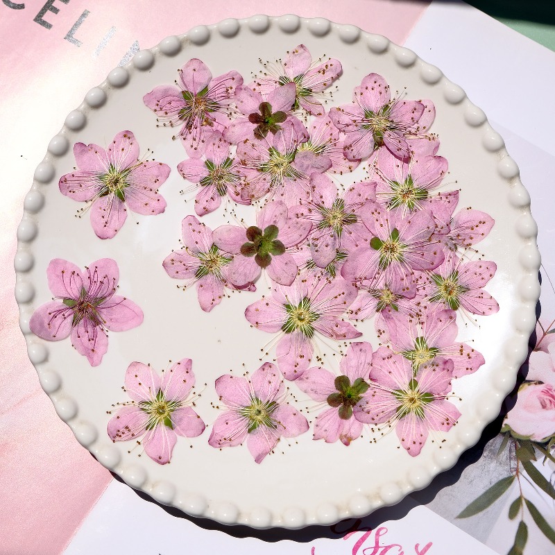 3-4cm./6pcs,Pink Peach Blossom - Pressed Flower Frame ulasan dan harga