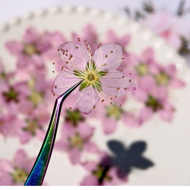 3-4cm./6pcs,Pink Peach Blossom - Pressed Flower Frame ulasan dan harga
