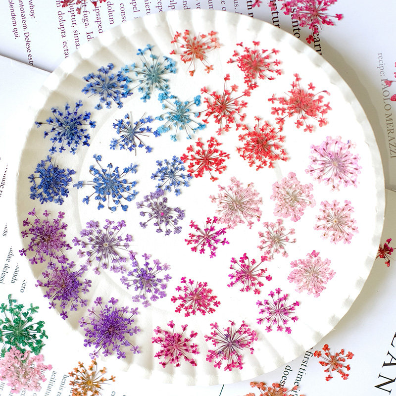 24pcs, 2-2.5cm, Nature Dyed Mi - Pressed Flower Frame ulasan dan harga
