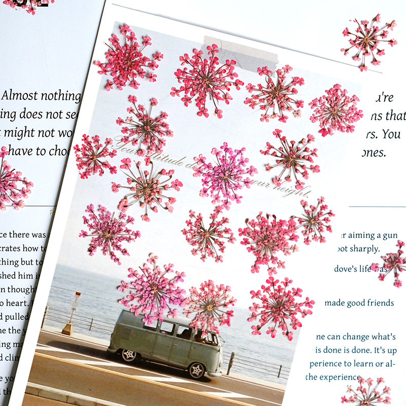 24pcs, 2-2.5cm, Nature Dyed Mi - Pressed Flower Frame ulasan dan harga