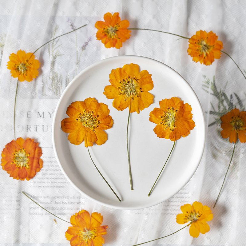 8-10cm/24pcs,Nature Pressed Co - Pressed Flower Frame ulasan dan harga