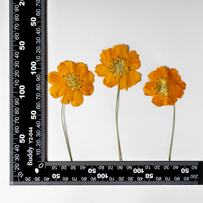 8-10cm/24pcs,Nature Pressed Co - Pressed Flower Frame ulasan dan harga