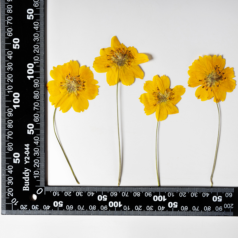 8-10cm/24pcs,Nature Pressed Co - Pressed Flower Frame ulasan dan harga