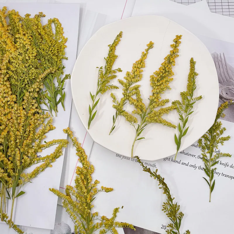 6-10cm/24pcs,natural pressed f - Pressed Flower Frame ulasan dan harga