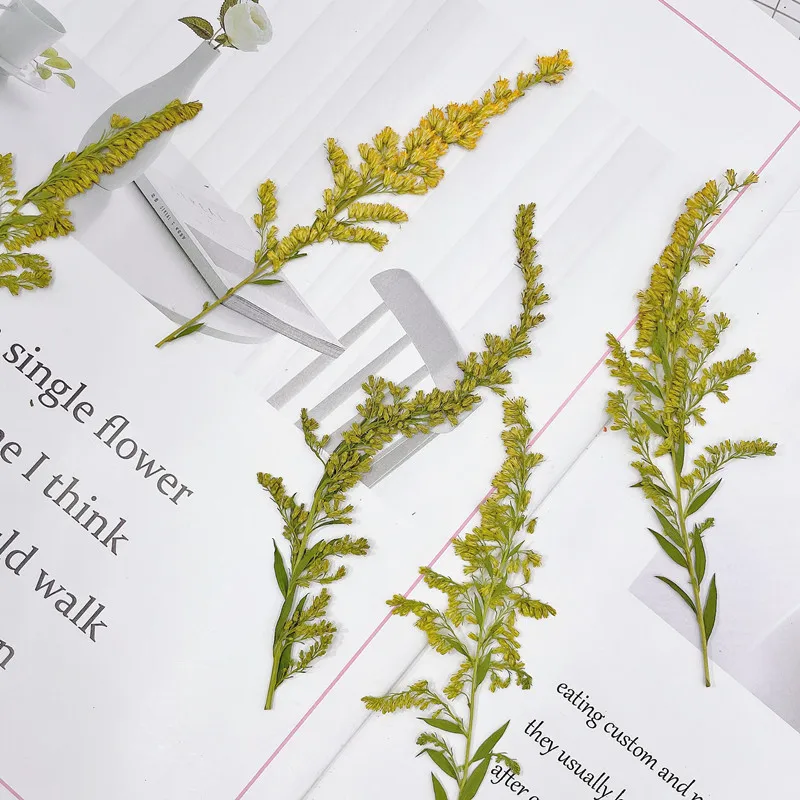 6-10cm/24pcs,natural pressed f - Pressed Flower Frame ulasan dan harga