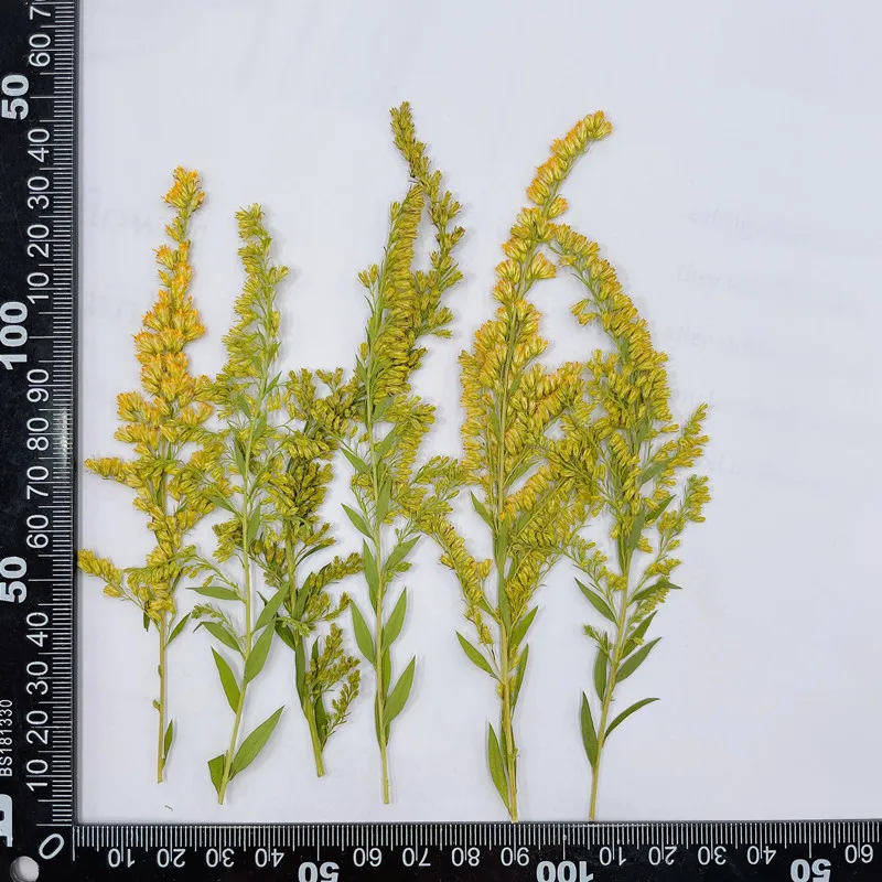 6-10cm/24pcs,natural pressed f - Pressed Flower Frame ulasan dan harga
