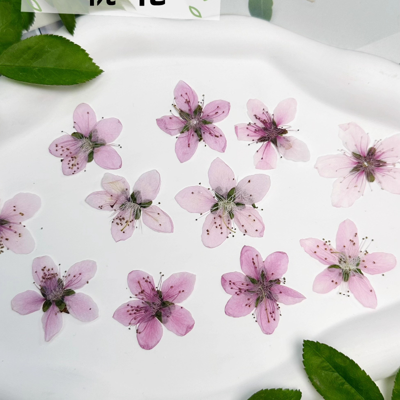 12pcs,Nature Peach Blossom Pre - Pressed Flower Frame ulasan dan harga