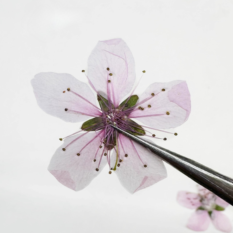 12pcs,Nature Peach Blossom Pre - Pressed Flower Frame ulasan dan harga