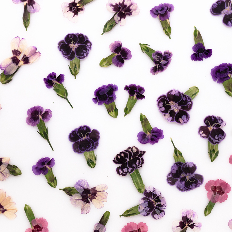 24pcs,Pressed Dried Dianthus F - Pressed Flower Frame ulasan dan harga