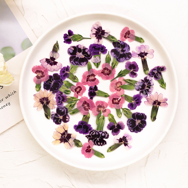 24pcs,Pressed Dried Dianthus F - Pressed Flower Frame ulasan dan harga