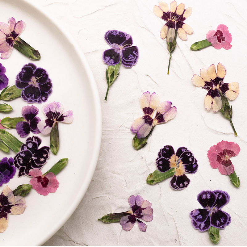 24pcs,Pressed Dried Dianthus F - Pressed Flower Frame ulasan dan harga