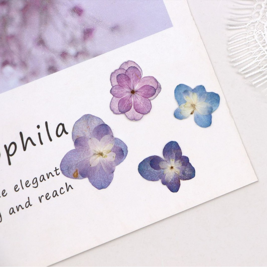 60Pcs Mini Double-Flowered Hyd - Pressed Flower Frame ulasan dan harga