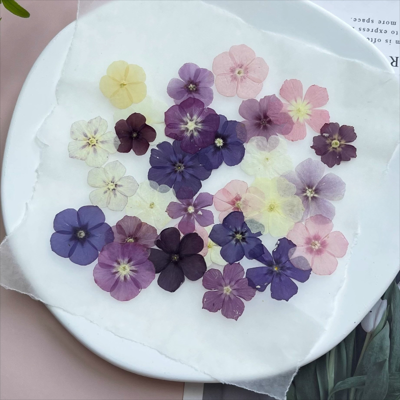 12pcs,Semi-Transparent Niche P - Pressed Flower Frame ulasan dan harga