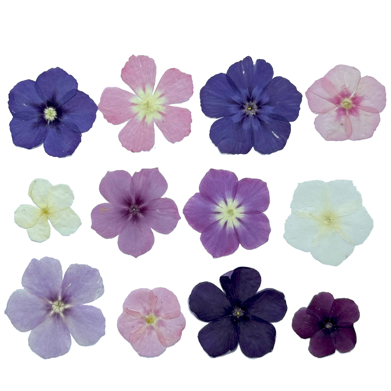 12pcs,Semi-Transparent Niche P - Pressed Flower Frame ulasan dan harga