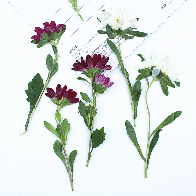 24pcs,Mini Chrysanthemum Press - Pressed Flower Frame ulasan dan harga