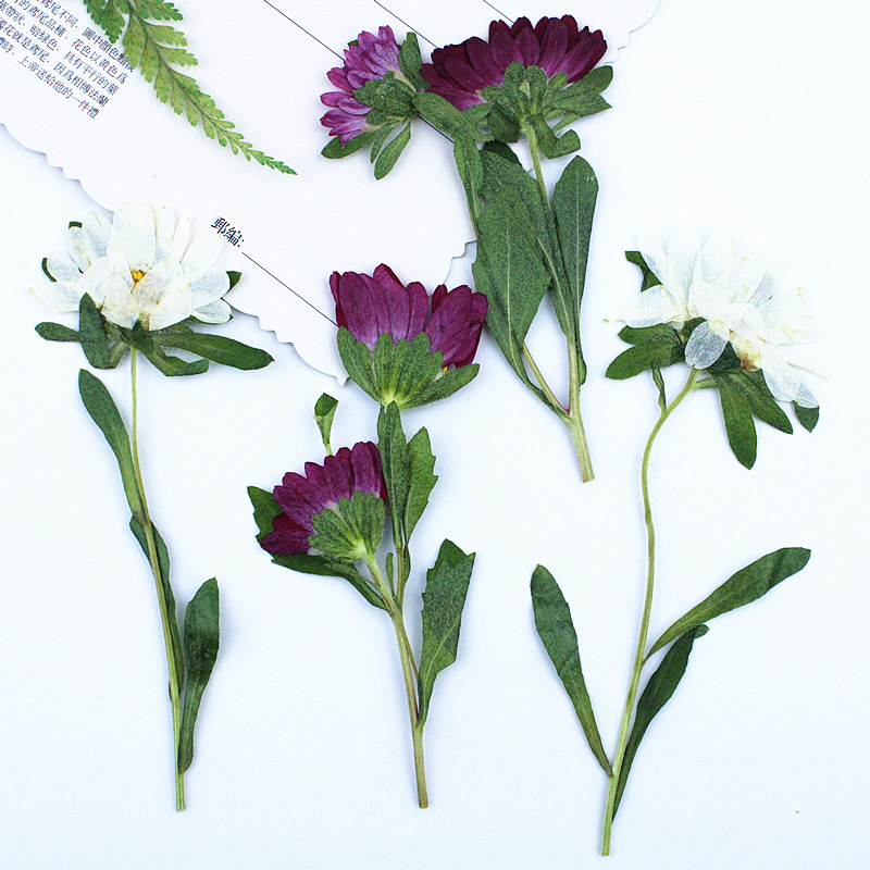 24pcs,Mini Chrysanthemum Press - Pressed Flower Frame ulasan dan harga