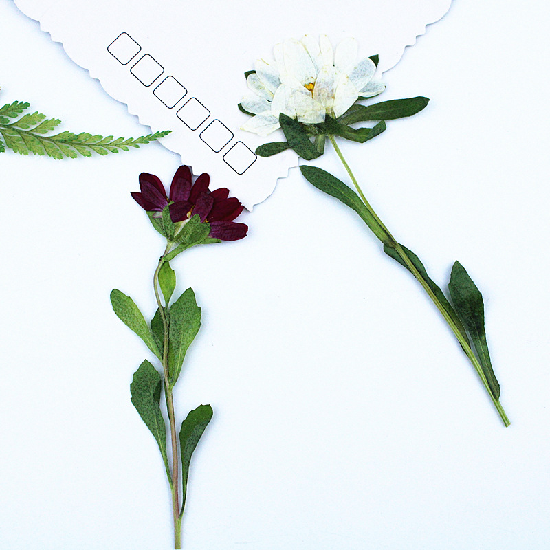 24pcs,Mini Chrysanthemum Press - Pressed Flower Frame ulasan dan harga