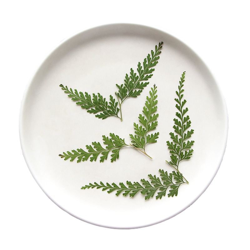Nature Pressed Fern Branches,d - Pressed Flower Frame ulasan dan harga