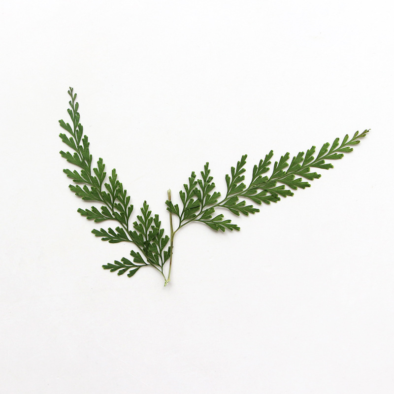 Nature Pressed Fern Branches,d - Pressed Flower Frame ulasan dan harga