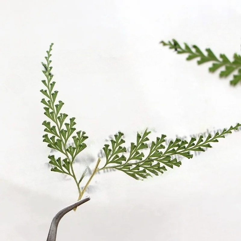 Nature Pressed Fern Branches,d - Pressed Flower Frame ulasan dan harga